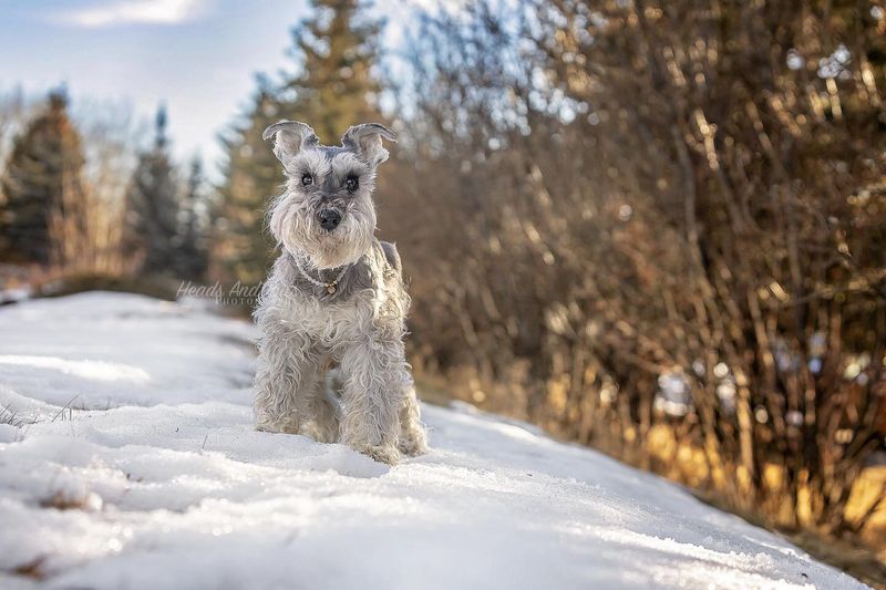 Miniature Schnauzer