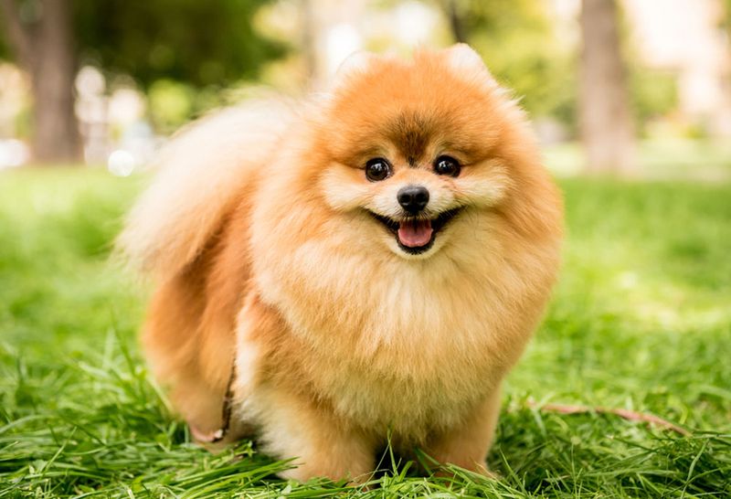 Pomeranian