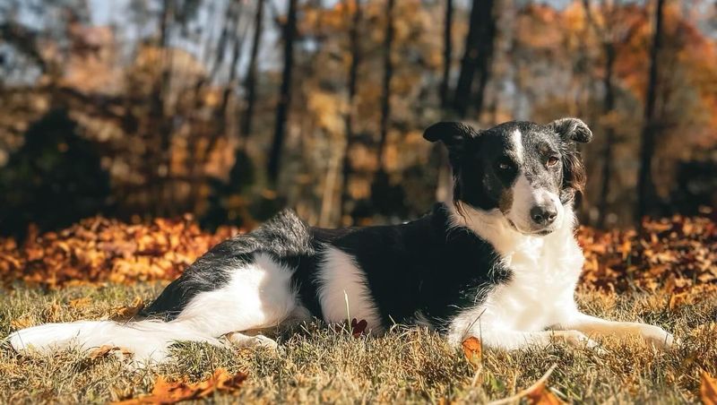Collie