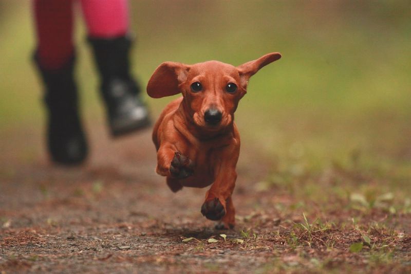 Dachshund