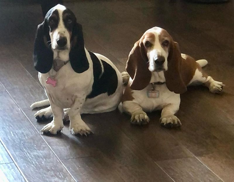 Basset Hound