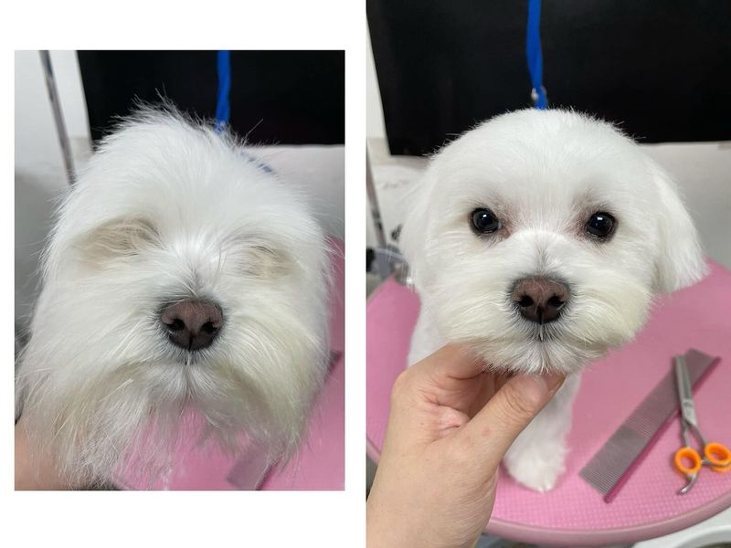 Maltese