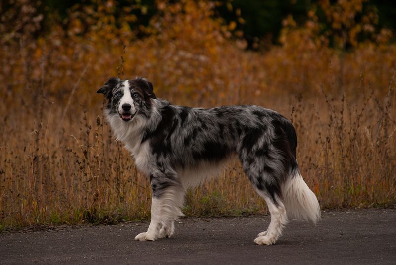 Collie