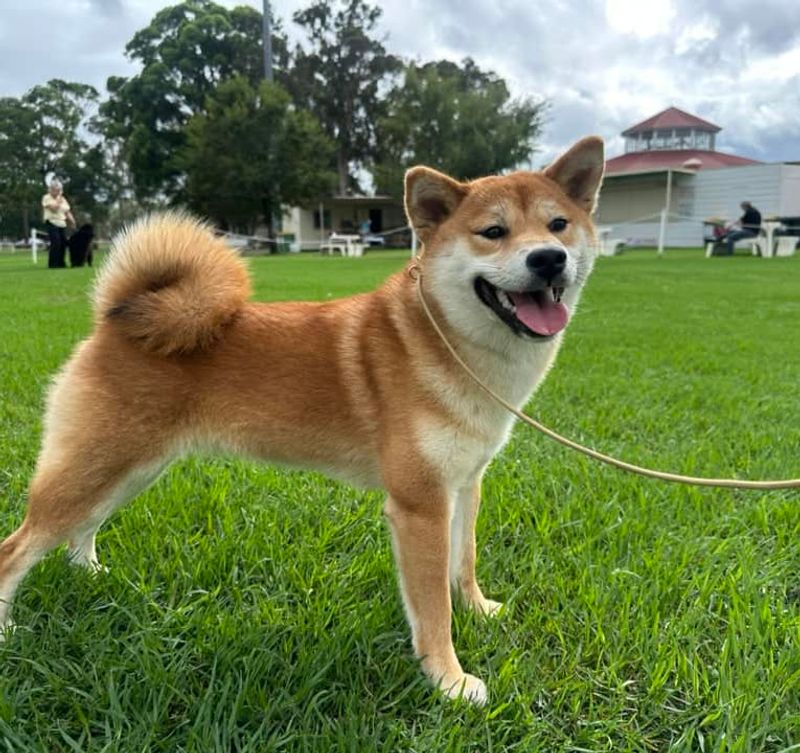 Shiba Inu