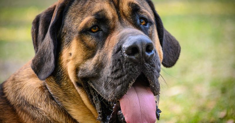 Mastiff
