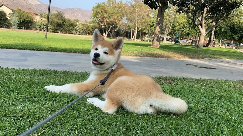 Akita