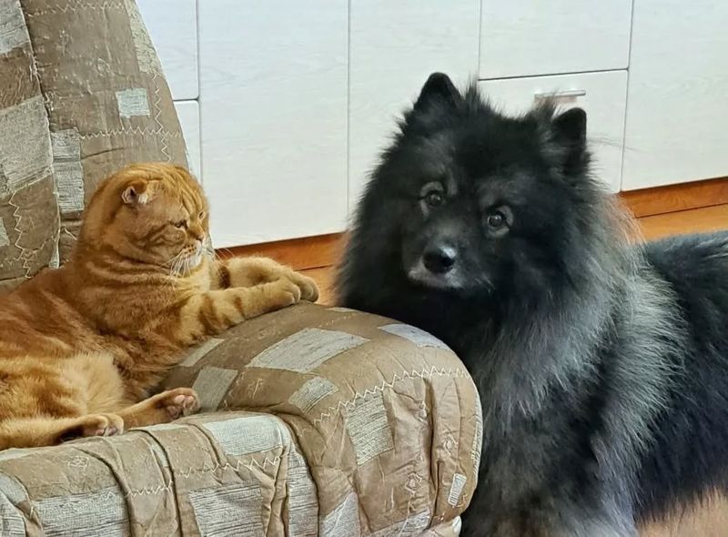 Keeshond