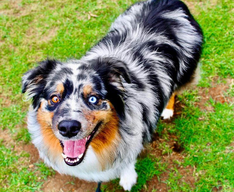Australian Shepherd