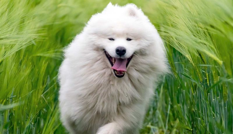 Samoyed