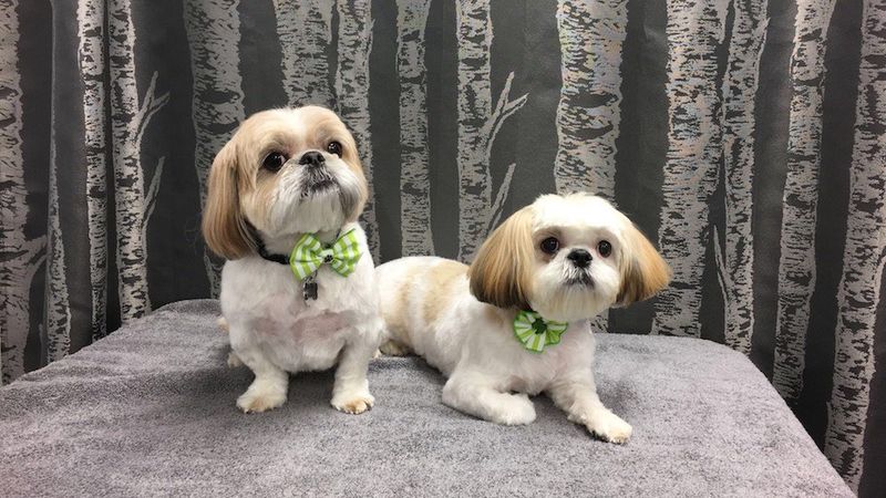 Shih Tzu