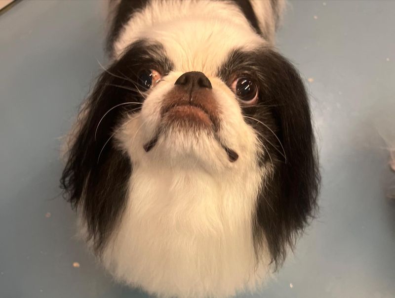 Japanese Chin