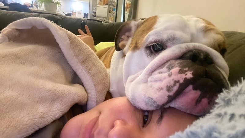 Bulldog
