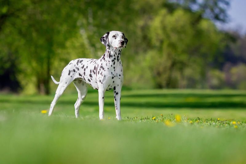 Dalmatian