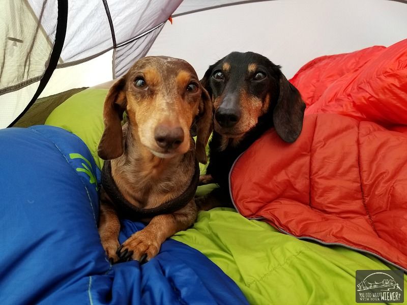 Dachshund