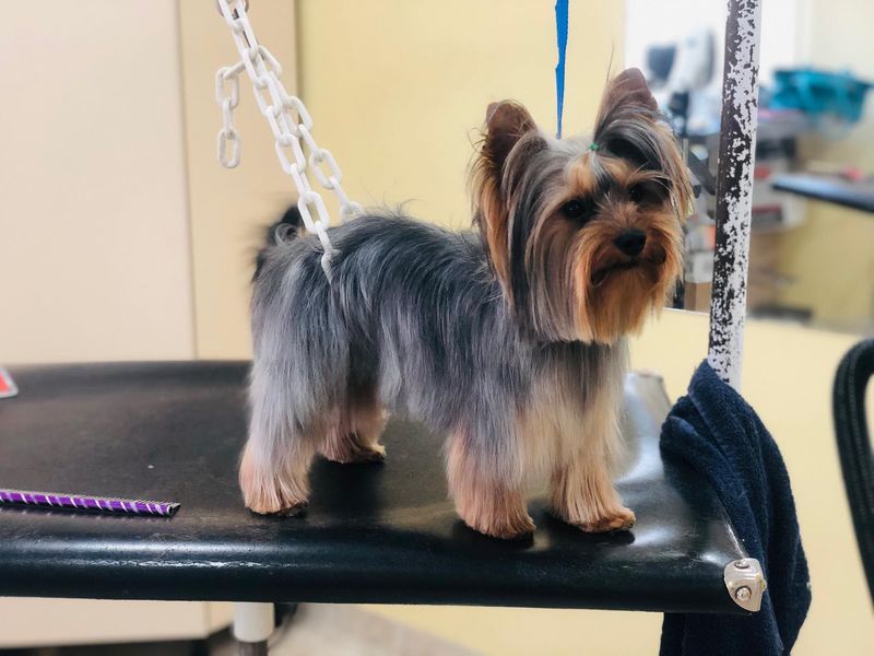 Yorkshire Terrier