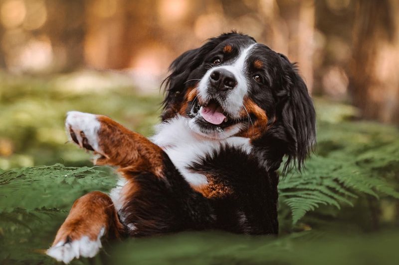 Bernese Mountain Dog
