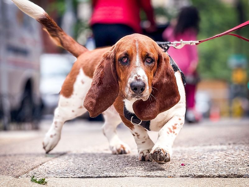 Basset Hound