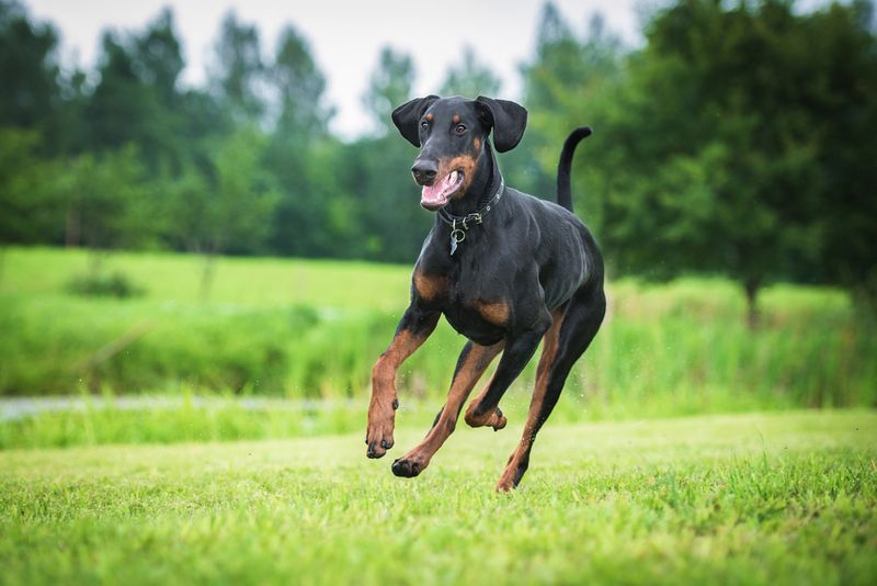 Doberman Pinscher