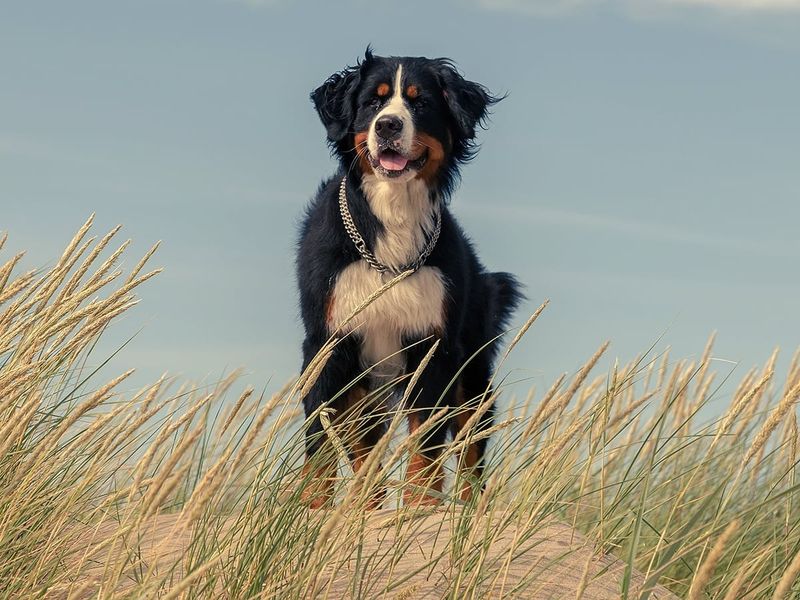 Bernese Mountain Dog