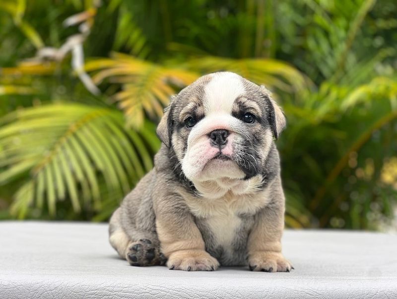 English Bulldog