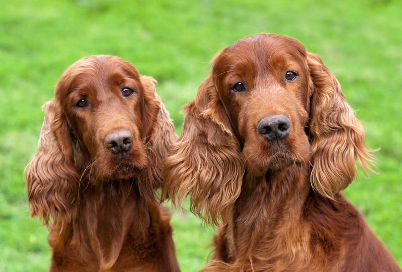 Irish Setter