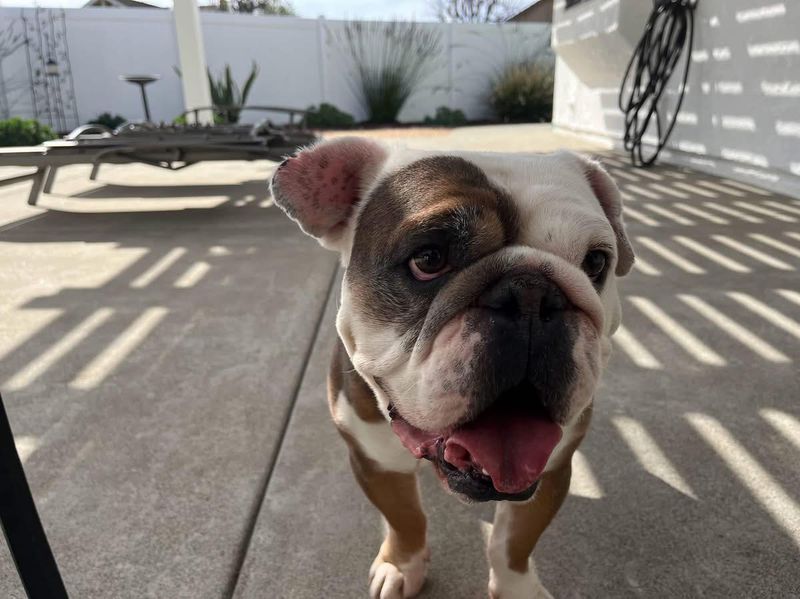 Bulldog