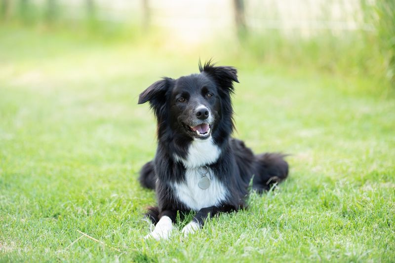 Border Collie
