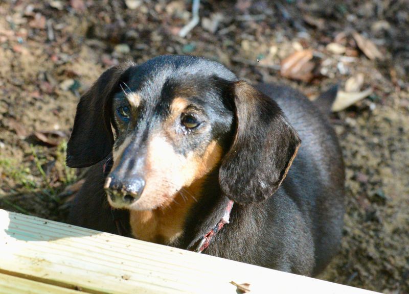 Dachshund