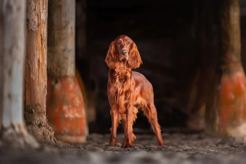 Irish Setter