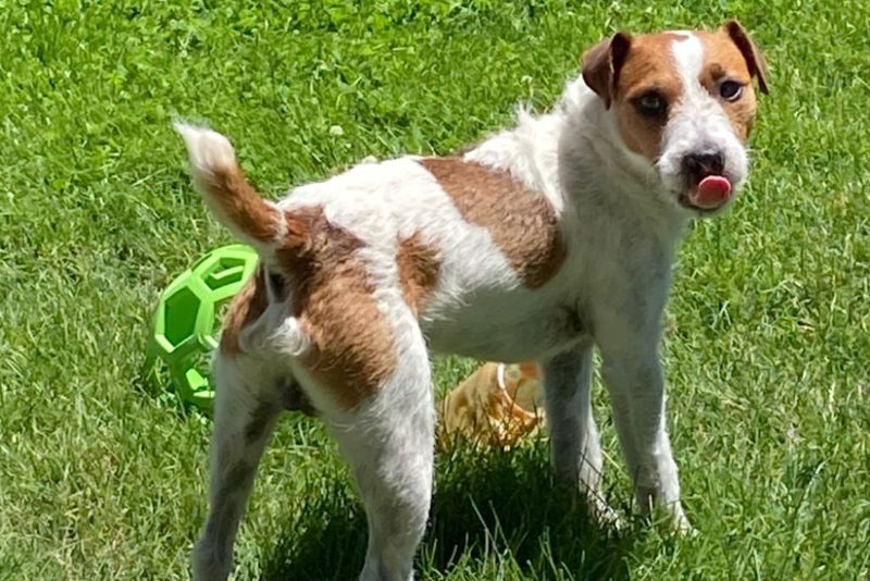 Jack Russell Terrier