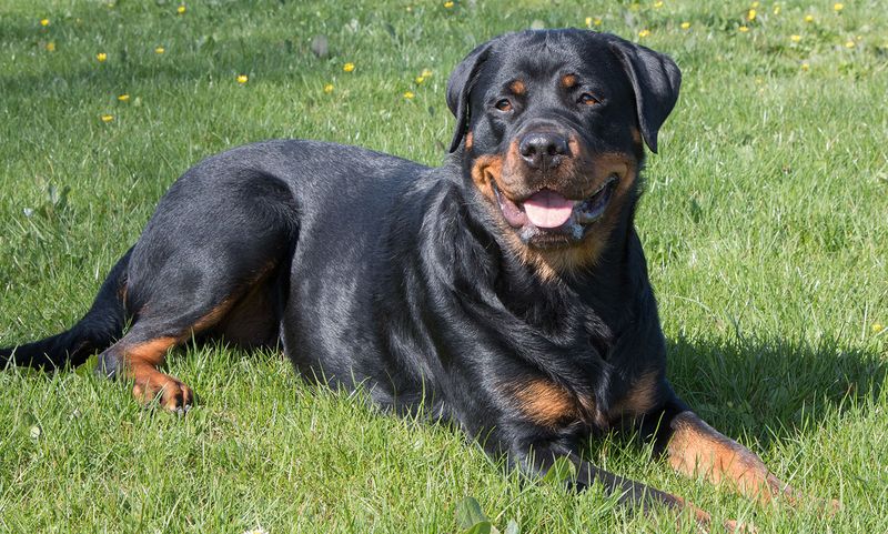 Rottweiler