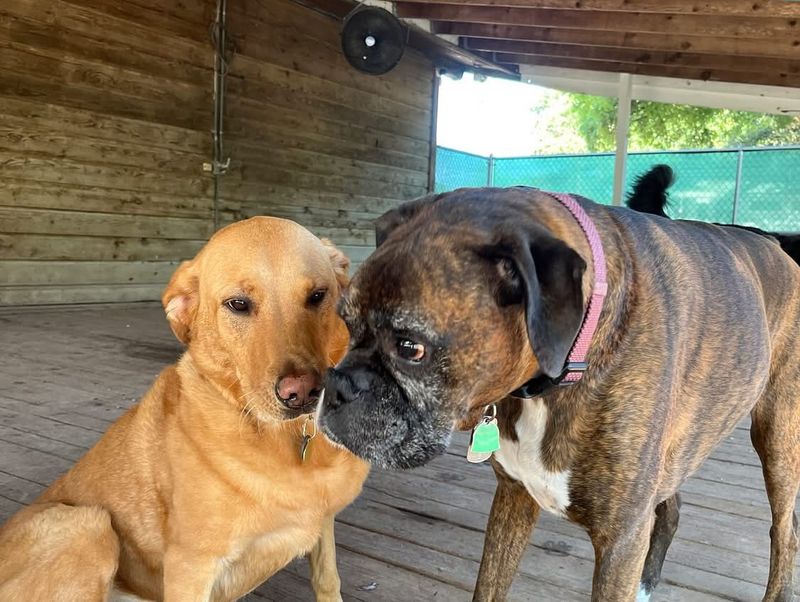 Boxer