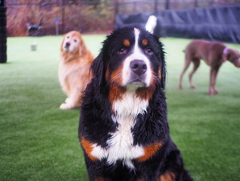 Bernese Mountain Dog