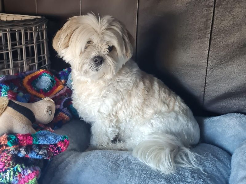 Maltese