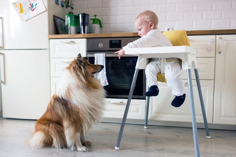 Collie: Watchful Companions