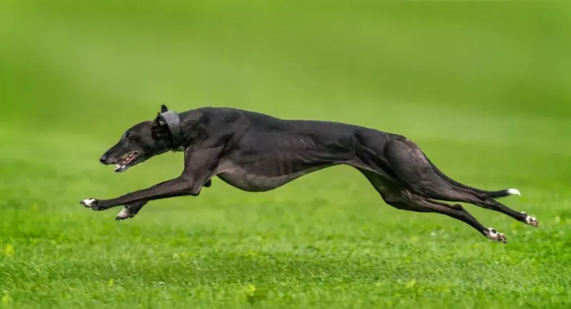 Greyhound