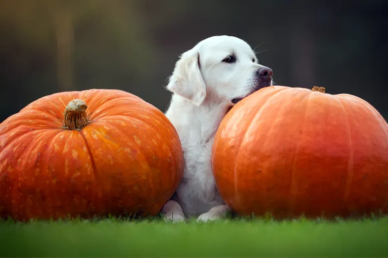 Unsweetened Pumpkin Juice