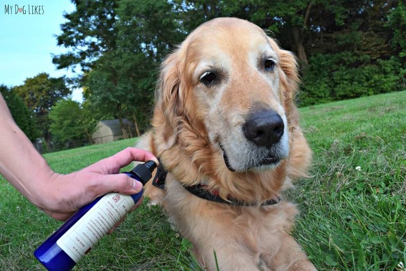 Pet-Safe Insect Repellent