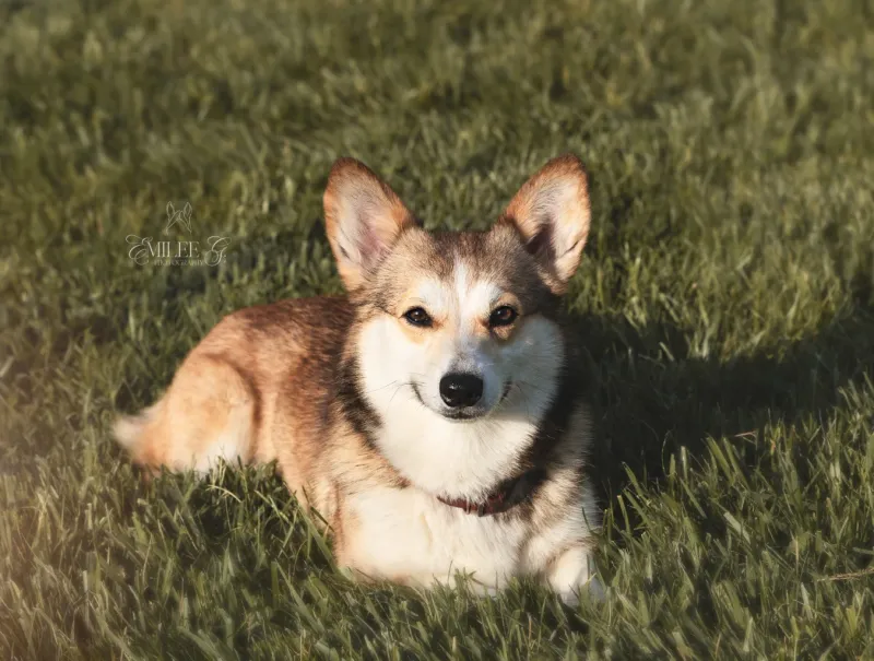 Pembroke Welsh Corgi