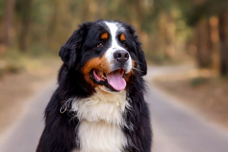 Bernese Mountain Dog