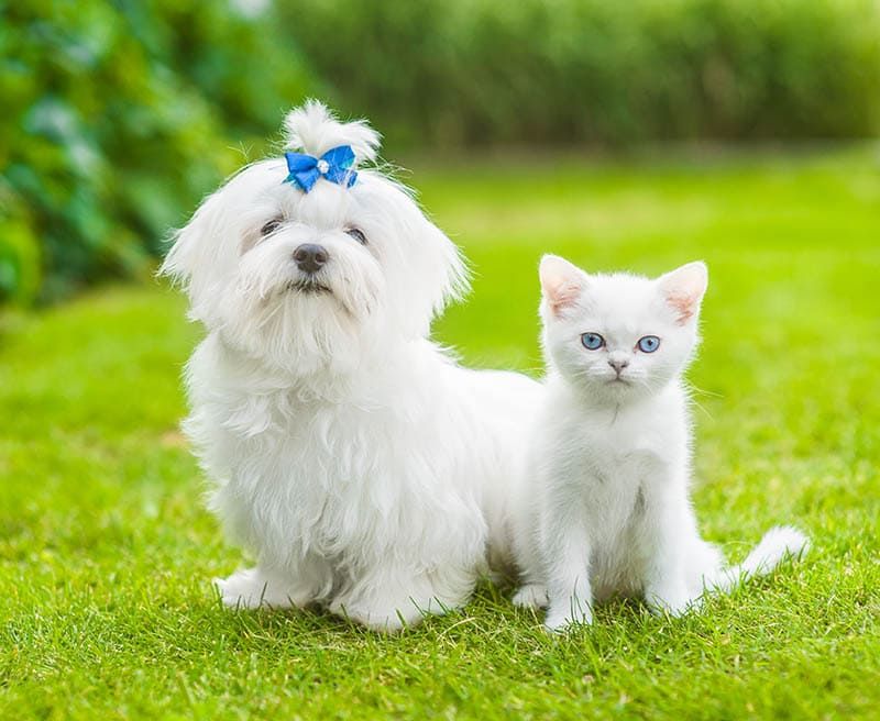 Maltese