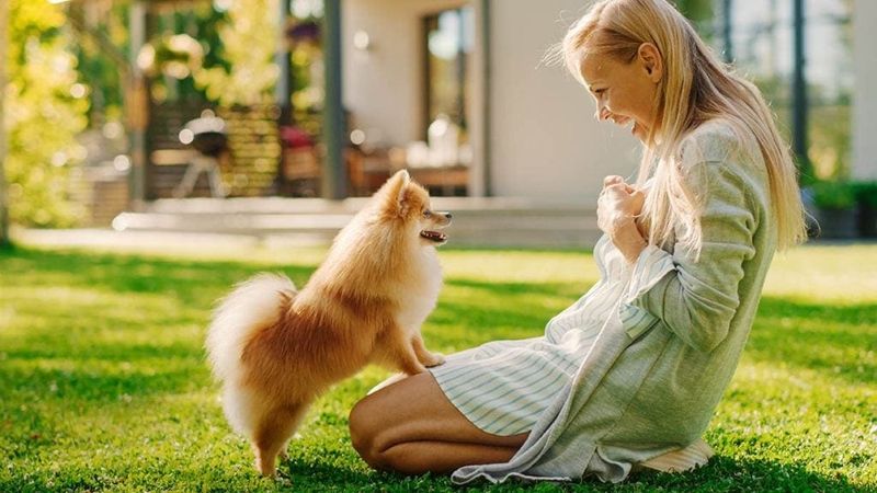 Pomeranian