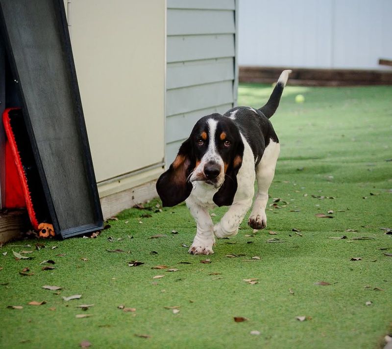 Basset Hound