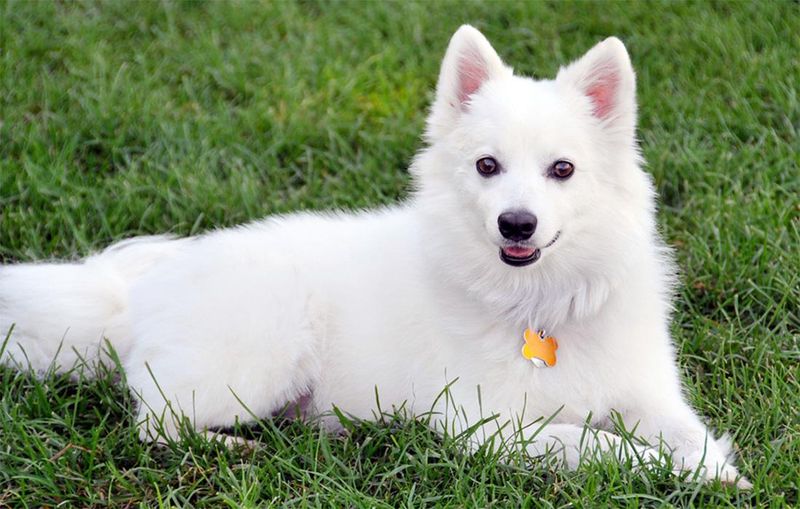 American Eskimo Dog