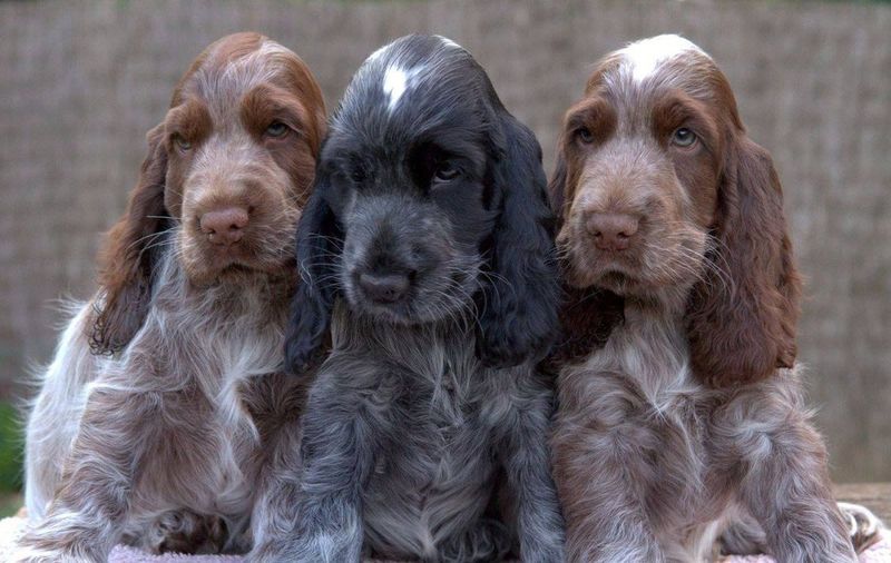 Cocker Spaniel