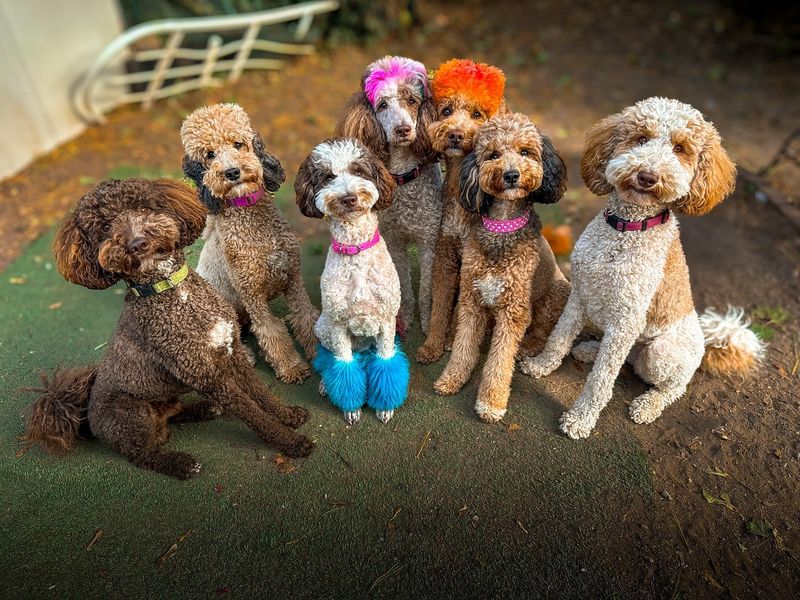Poodle