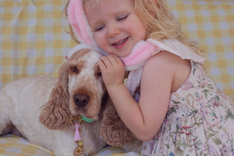 Cocker Spaniel