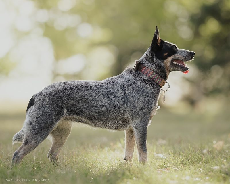 Australian Cattle Dog