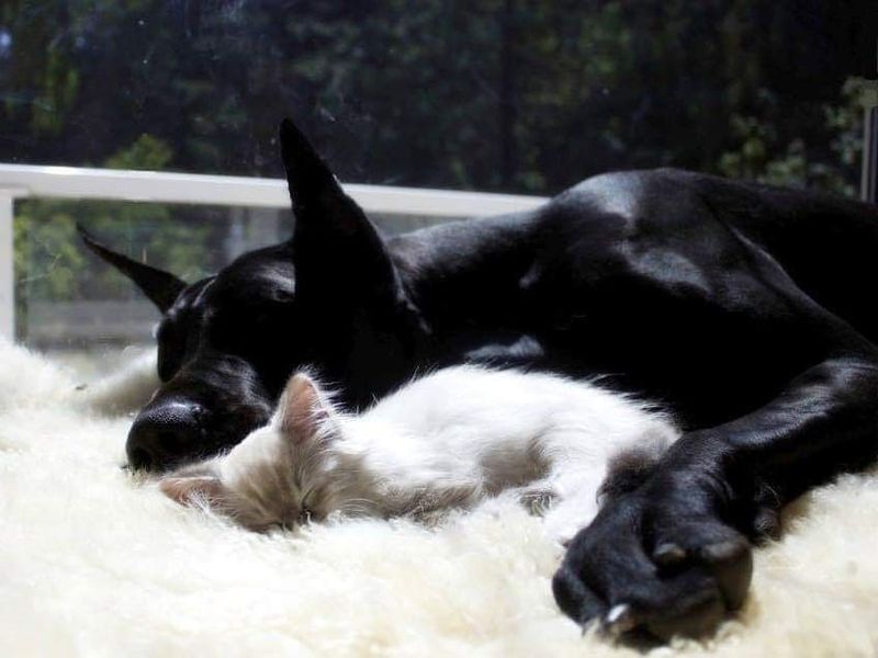 Great Dane