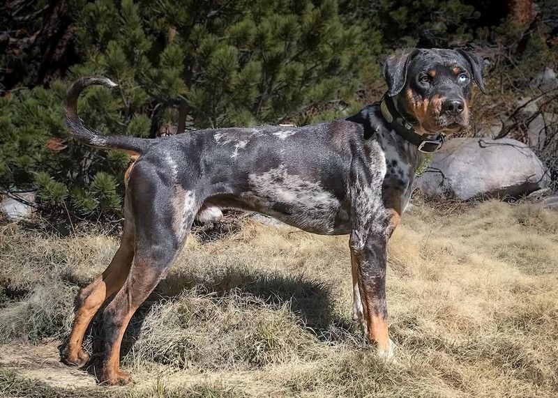 Catahoula Leopard Dog